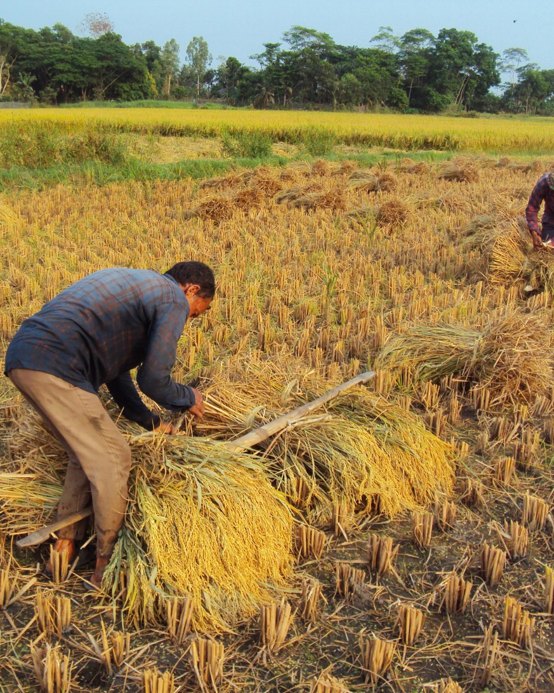 Paddy harvest Haryana